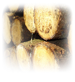 Geschichte zum Holzschutz